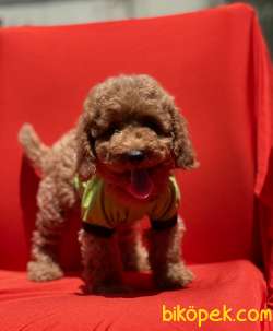 Toy Poodle Her Renk Yavrular En Kaliteli Yavrular En Uygun Fiyat 2