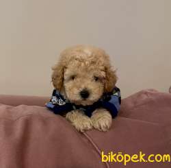 Toy Poodle Her Renk Yavrularımız 4
