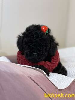 Toy Poodle Her Renk Yavrularımız 3