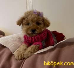 Toy Poodle Her Renk Yavrularımız 5