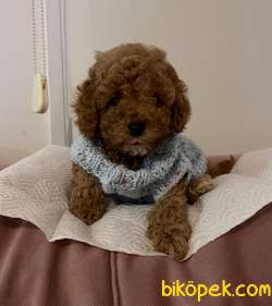 Toy Poodle Her Renk Yavrularımız 1