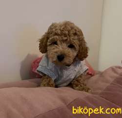 Toy Poodle Her Renk Yavrularımız 2