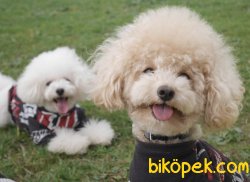 Toy Poodle Her Renk Yavrularımız En Küçük Boy Safkan 3