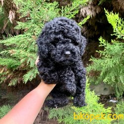 Toy Poodle Her Renk Yavrularımız En Ufak Boy 4