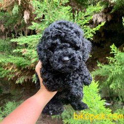 Toy Poodle Her Renk Yavrularımız En Ufak Boy 3