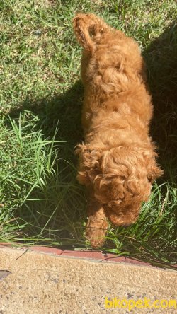 Toy Poodle Her Renk Yavrularımız En Ufak Boy 2