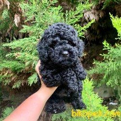 Toy Poodle Her Renk Yavrularımız En Ufak Boy 5