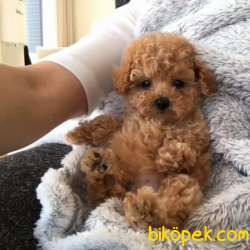 Toy Poodle Her Renk Yavrularımız Safkan Pasaportlu Belgeli 1