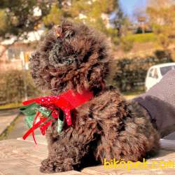 Toy Poodle Her Renk Yavrularımız Safkan Pasaportlu Belgeli 4