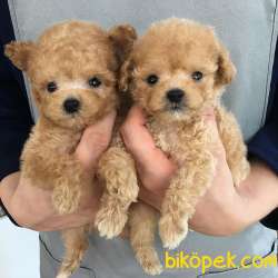Toy Poodle Her Renk Yavrularımız Safkan Pasaportlu Belgeli 2