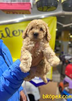 Toy Poodle-  Irk Garantili-Tüy Dökmeyen Yavrularımız 3