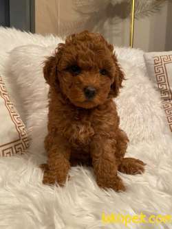 Toy Poodle-  Irk Garantili-Tüy Dökmeyen Yavrularımız 2