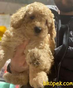 Toy Poodle-  Irk Garantili-Tüy Dökmeyen Yavrularımız 1
