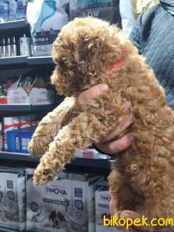 Toy Poodle Irk Ve Sağlık Garantili 4