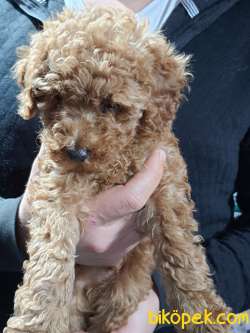 Toy Poodle Irk Ve Sağlık Garantili 2
