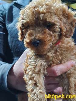 Toy Poodle Irk Ve Sağlık Garantili 1