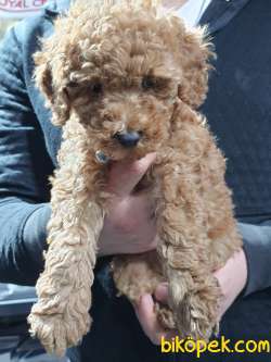 Toy Poodle Irk Ve Sağlık Garantili 5