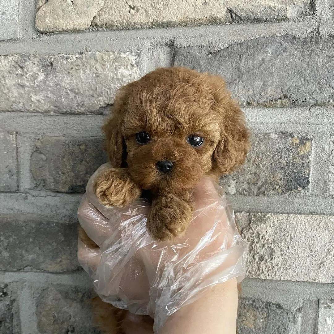 Toy Poodle Irklarımız 1
