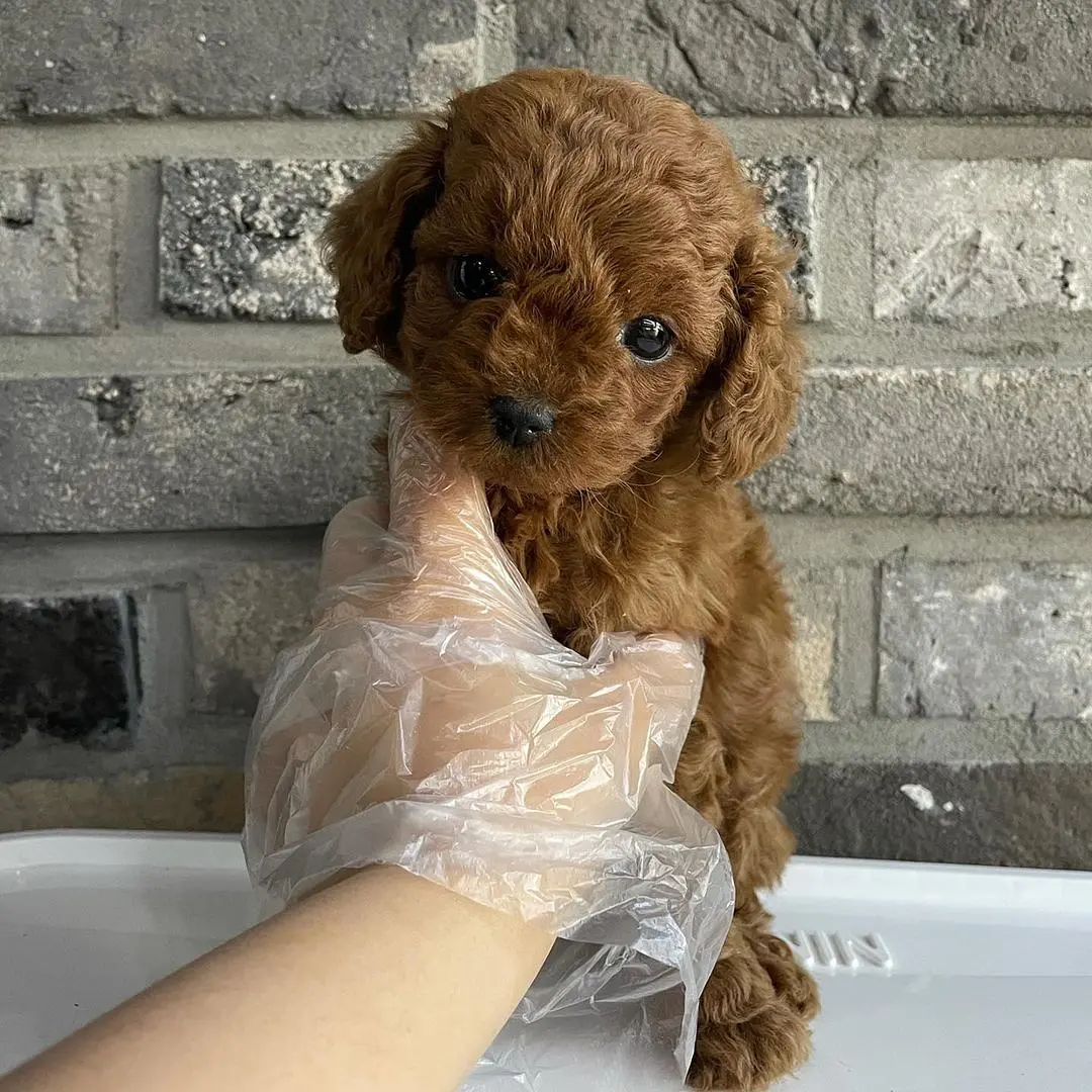 Toy Poodle Irklarımız 3