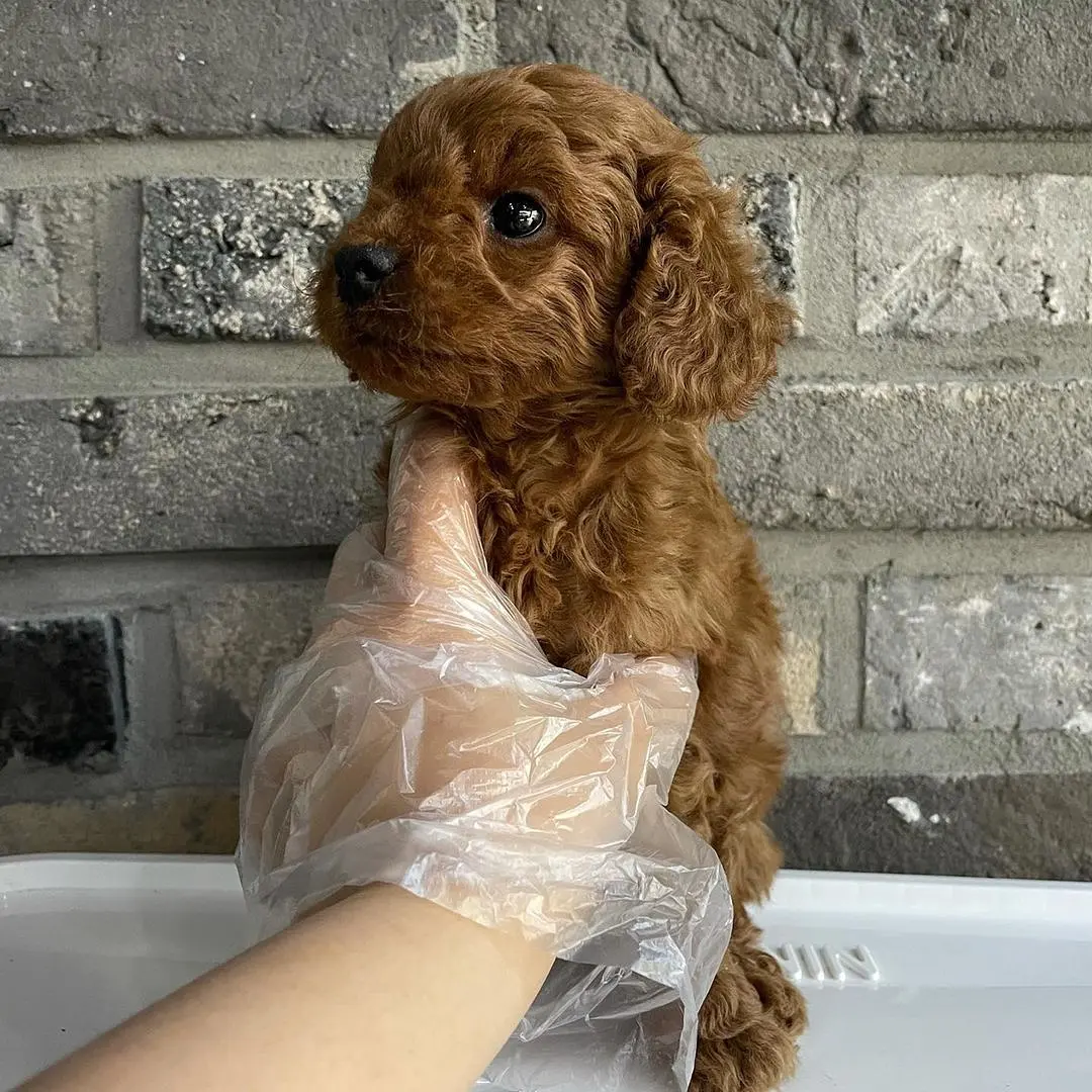 Toy Poodle Irklarımız 2