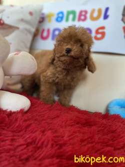 Toy Poodle Kahverengi Redbrown Orjinal Safkan Garantili 2