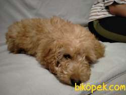 Toy Poodle Kaniş 3 Aylık 3