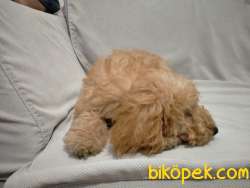 Toy Poodle Kaniş 3 Aylık 1