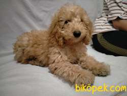 Toy Poodle Kaniş 3 Aylık 4