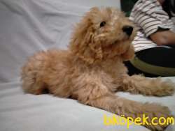 Toy Poodle Kaniş 3 Aylık 2
