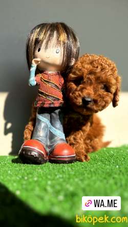 Toy Poodle Kaniş Kızıl Safkan Orjinal Garantili
