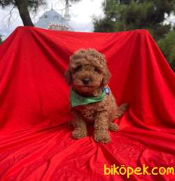 RED TOY POODLE IRKININ EN İYİSİ 1