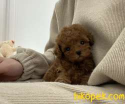 Toy Poodle Kore Kanı Safkan Yavrular Nadir Tek 3