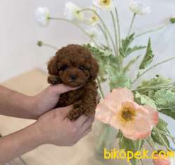 Toy Poodle Kore Kanı Safkan Yavrular Nadir Tek 1