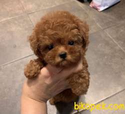 Toy Poodle Kore Tipi Oyuncak Görünüşe Sahip Yavrularımız 1