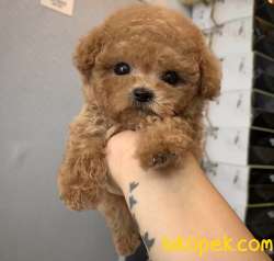 Toy Poodle Kore Tipi Oyuncak Görünüşe Sahip Yavrularımız 3