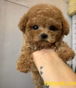 Toy Poodle Kore Tipi Oyuncak Görünüşe Sahip Yavrularımız 4