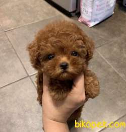 Toy Poodle Kore Tipi Oyuncak Görünüşe Sahip Yavrularımız 2