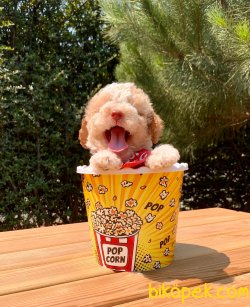 Toy Poodle Krem-Beyaz Yavrular 5