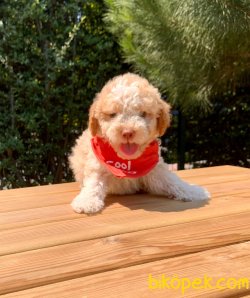 Toy Poodle Krem-Beyaz Yavrular 1