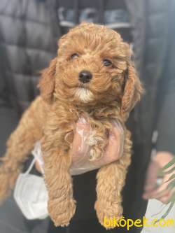 TOY POODLE MİCROCHİP VE PASAPORTLUDUR 4
