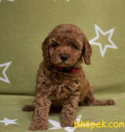 Toy Poodle Mini Aşılari Tam Masrafsız Yavrular 2