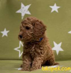 Toy Poodle Mini Aşılari Tam Masrafsız Yavrular 5