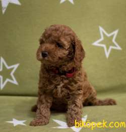 Toy Poodle Mini Aşılari Tam Masrafsız Yavrular 3
