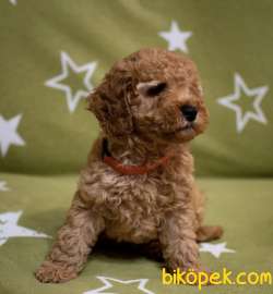 Toy Poodle Mini Aşılari Tam Masrafsız Yavrular 4