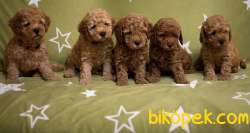 Toy Poodle Mini Aşılari Tam Masrafsız Yavrular 1
