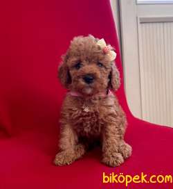 Toy Poodle Mini Belgeli Mikrocipli Yavrularımız 3
