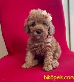 Toy Poodle Mini Belgeli Mikrocipli Yavrularımız 2