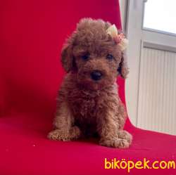 Toy Poodle Mini Belgeli Mikrocipli Yavrularımız 1