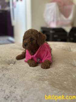 Toy Poodle Mini Boy 3