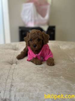 Toy Poodle Mini Boy 4